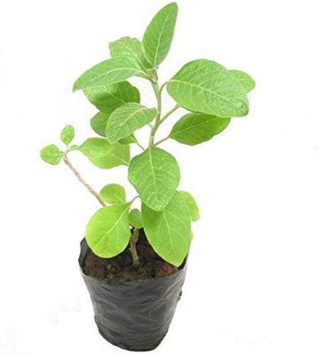 Kapebonavista Cherry Fruit Plant(Pack of 1)