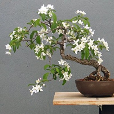 Kapebonavista Jasmine Plant(Pack of 1)