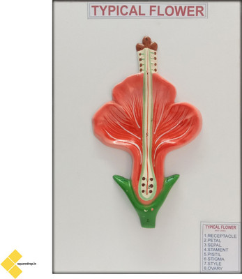 Square Drop Typical Flower Multi Color 3D Wooden Teaching Hands-On Tools for Students and Teachers(Multicolor)