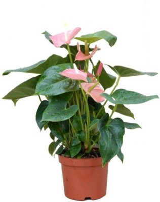 NurseryNature Anthurium Plant(Hybrid, Pack of 1)