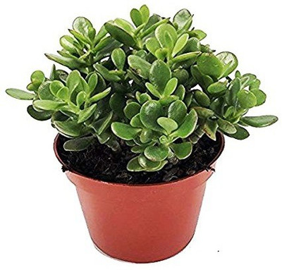 Timbactu Jade Plant(Pack of 1)