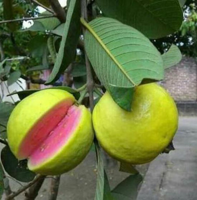 BALA PLANT CREATION Guava Plant(Hybrid, Pack of 1)