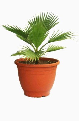 BHAJANLAL GREENERY WASHINGTONIA PALM- UMBRELLA(Hybrid, Pack of 1)