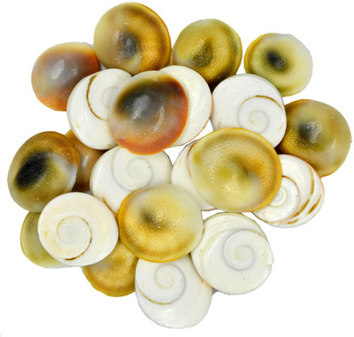 faynci Gomati Chakra Set of 21 Off White |Puja Samagri for Goddess Laxmi (2 x 2 cm) Stoneware Yantra(Pack of 1)