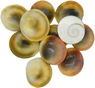 AFH Gomati Chakra Set of 11 Off White |Puja Samagri for Goddess Laxmi (2 x 2 cm) Stoneware Yantra(Pack of 1)