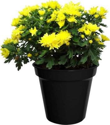 BHAJANLAL GREENERY Heart Leaf Oxycardium Plant(Hybrid, Pack of 1)
