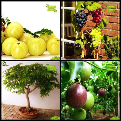 OhhSome Garden Seeds Combo Bonsai Suitable : Embilcaa- Nelli, Grape, Tamarind, Passion Fruit - Violet Fruit Bonsai SuitableFor Gardening Seed(20 per packet)