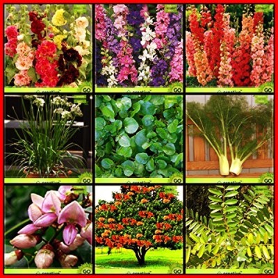 OhhSome High Germination Combo Flower Seeds & Tree Seeds : Pongamia Pinnata, Saraca Asoca, Simarouba Glauca, Fennel Folrance, Water Cress, Garlic Chives, Hollyhocks, Larkspur-Giant, Larkspur For Gardening Seed(10 per packet)