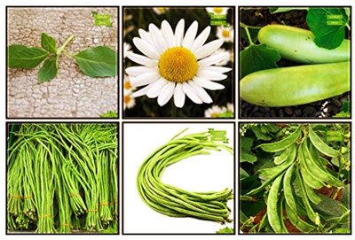 OhhSome Fruit Seeds Combo Herb Seeds & Vegetable Seeds : Bottlegourd, Chilly, Cowpea (Vj), Cucumber Sambar, Lemon Basil, German Chamomille Fruit Seeds For Home Garden Seed(10 per packet)