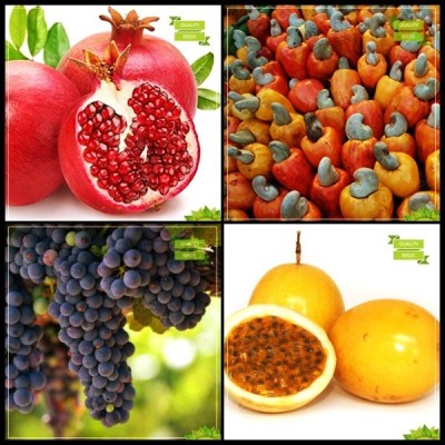 OhhSome Best Seeds Combo Fruit : Pomagranate, Cashew Seed, Grape, Passion Fruit - Yellow Fruit Kitchen Garden Pack Seed(20 per packet)