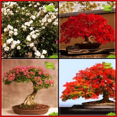 OhhSome Summer Combo Flower Seeds : Red Rose, Japanese Maple, Pink Siris, Gulmohar Bonsai Suitable Tree For Gardening Seed(20 per packet)