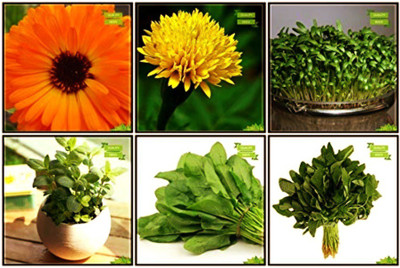 OhhSome High Germination Combo Herb Seeds & Vegetable Seeds : Amaranthus(Red), Amaranthus(Green), Pot Marigold, Chrysanthemum- Yellow, Cress Common, Lemon Basil Fruit Seeds For Home Garden Seed(20 per packet)