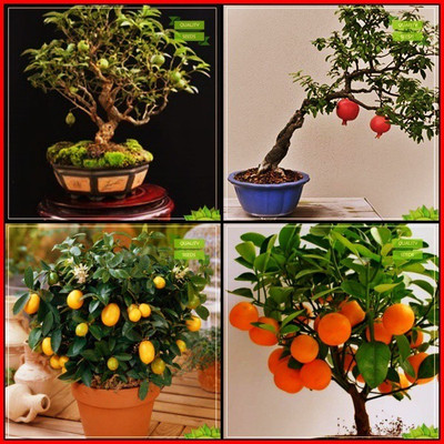 OhhSome Best Collection Combo Bonsai Suitable : Lemon Guava, Pomagranate, Citrus Seeds, Orange Fruit Bonsai SuitableTerrace Gardening Seed(20 per packet)