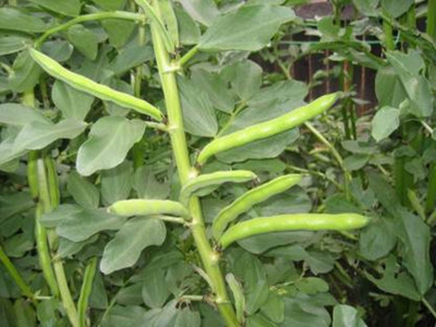 ginnienterpris BEANS Seed ( 110 Seeds ) Seed(170 per packet)