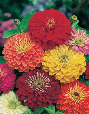 Jevik Zinnia Lilliput Mixed Seed(100 per packet)