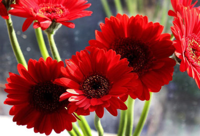 ME Traders Daisy Red Seed(26 per packet)