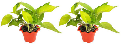 GreenyOn Money Plant(Hybrid, Pack of 1)