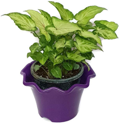 MagicQueen Money Plant(Hybrid, Pack of 1)