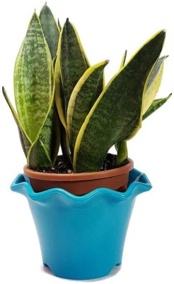 PlantaZee Snake Plant(Hybrid, Pack of 1)