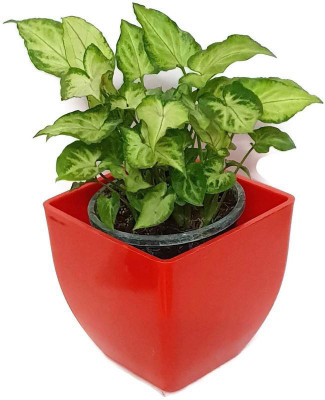 MagicQueen Money Plant(Hybrid, Pack of 1)