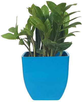 PlantaZee ZZ Plant(Hybrid, Pack of 1)