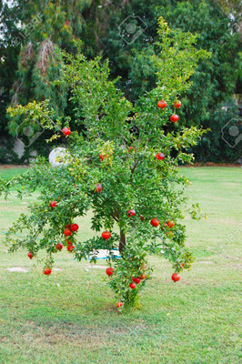 Bee Green Pomegranate Plant(Hybrid, Pack of 1)