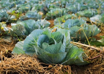 Recron Seeds Indo American Cabbage (Pattagobhi) Seed(100 per packet)