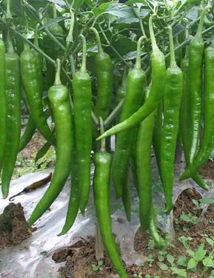 Gromax India Chilli Seeds With Free Try Me Seeds Pack Seed(40 per packet)