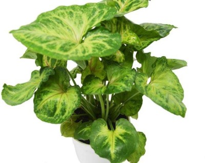 BHAJANLAL GREENERY Syngonium Plant(Hybrid, Pack of 1)