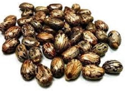 VINARGHYA Arandi / Castor Seed / Ricinus Communis / Aamudamu / Erandela Seed(250 per packet)