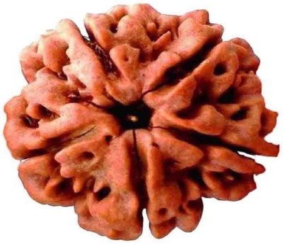 om rudraksha 5 mukhi rudraksha certified vegga Wood