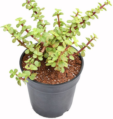 Ukaanda Jade Plant(Hybrid, Pack of 1)