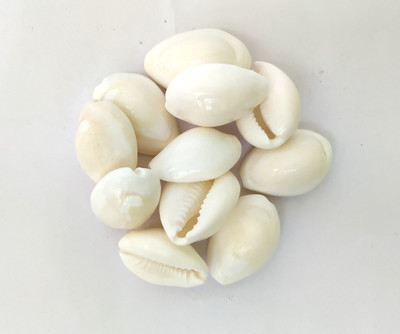 Djuize White Kaudi shells 11 pieces Stoneware Yantra(Pack of 11)