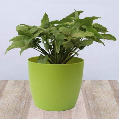 BHAJANLAL GREENERY Syngonium Plant(Hybrid, Pack of 1)