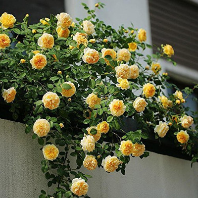 VibeX Rose Seed(25 per packet)