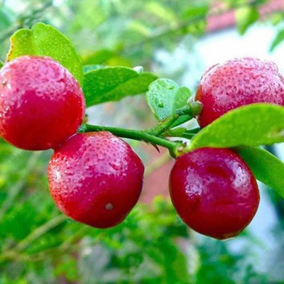 VibeX ® XII-456 Rare Red Lemon (Australian Red Lime) Seeds Seed(30 per packet)