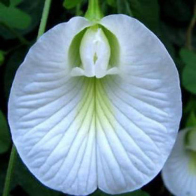 ATEKT Aparajita Clitoria Ternatia Butterfly Pea Flower plant seeds Seed(10 per packet)