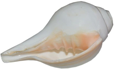 OnlineRudraksh Blowing/Vamavarti Shankh Blowing Shankh(White)