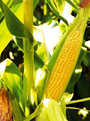 Magnif Sweet Corn HYBRID Premium Seeds - Pack of 15 Seeds F1 HYBRID Seed(1000 per packet)