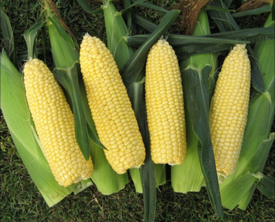 DRoz American Sweet Corn HYBRID Quality Seeds - Pack of 15 Seeds F1 HYBRID Seed(15 per packet)
