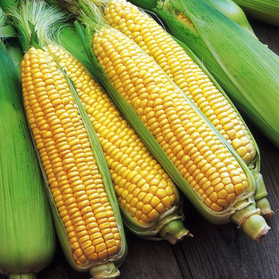 R-DRoz Desi Corn Maize (Bhutta) Quality Seeds - Pack of 30 Seeds Premium Quality Seed(30 per packet)
