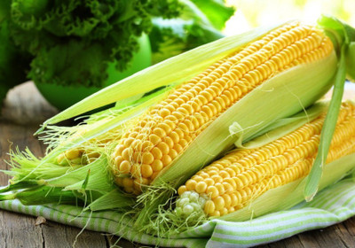 R-DRoz Desi Corn Maize (Bhutta) M Vegetables Seeds - Pack of 30 Seeds Premium Quality Seed(30 per packet)
