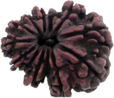 Jaipur Gemstone 13 face rudraksha bead original & natural moksha shiv beads for unisex by Ceylonmine Beads Wood