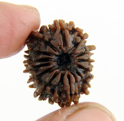 Jaipur Gemstone 13 face rudraksha bead original & natural moksha shiv beads for unisex by Ceylonmine Beads Wood