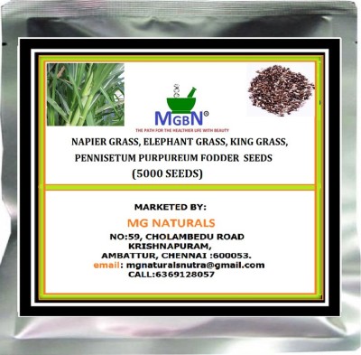 MGBN NAPIER GRASS/ELEPHANT GRASS/KING GRASS/PENNISETUM PURPUREUM FODDER SEEDS (5000 SEEDS) Seed(5000 per packet)