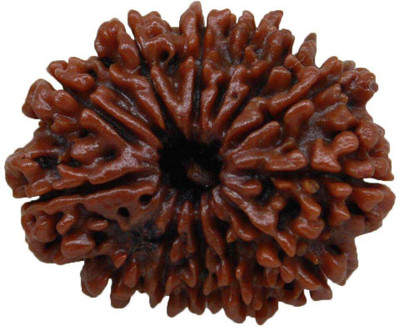 Jaipur Gemstone 13 face rudraksha bead original & natural moksha shiv beads for unisex by Ceylonmine Beads Wood