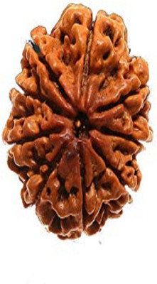 om rudraksha 9 mukhi rudraksha certtfied by vegga Wood