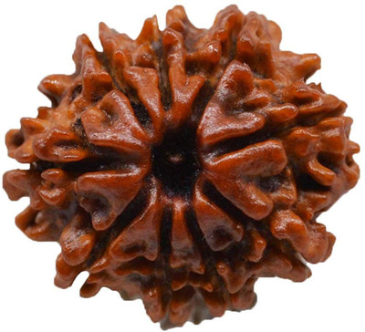 Takshila Gems Natural 9 Mukhi Rudraksha / 9 Face Rudraksha Lab Certified Wood