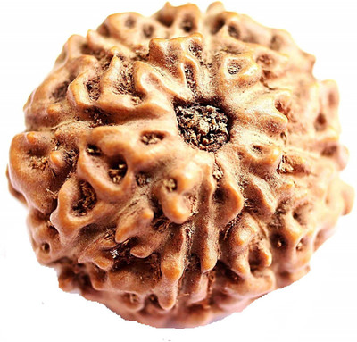 Takshila Gems Natural 8 Mukhi Rudraksha / 8 Face Rudraksha Lab Certified Wood