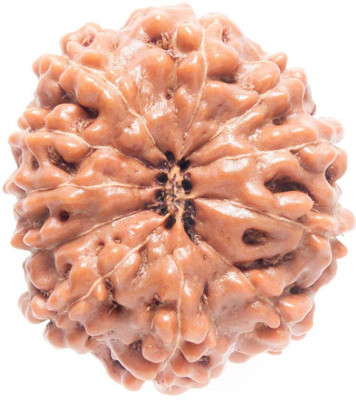 Takshila Gems Natural 11 Mukhi Rudraksha / 11 Face Rudraksha Lab Certified Wood